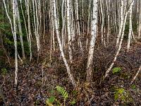 Wäldchen aus dünnen Birken im Moorgebiet